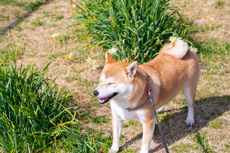 ペットホテル　みんなでおひるね