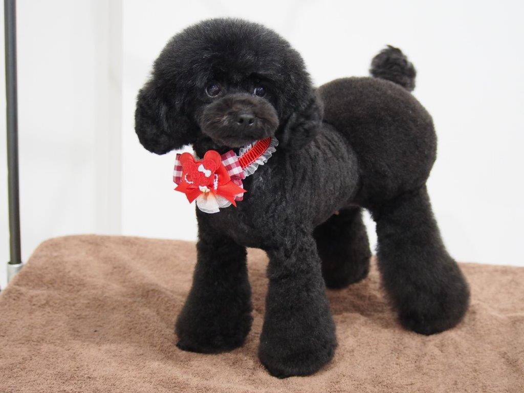 Dog Spa Elegance｜ペットサロン協会