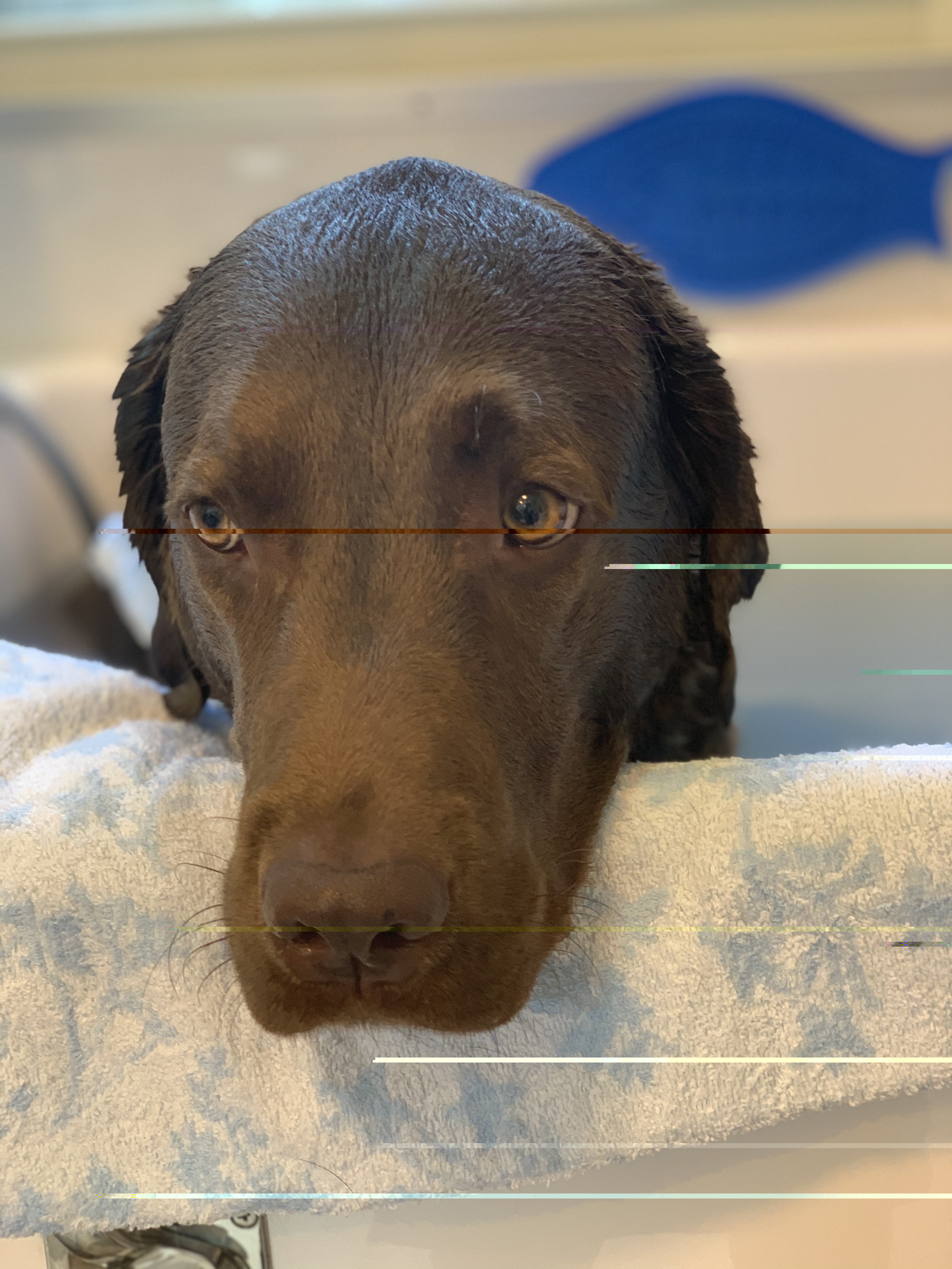 Grooming Spot Coeur Et Coeur ペットサロン協会