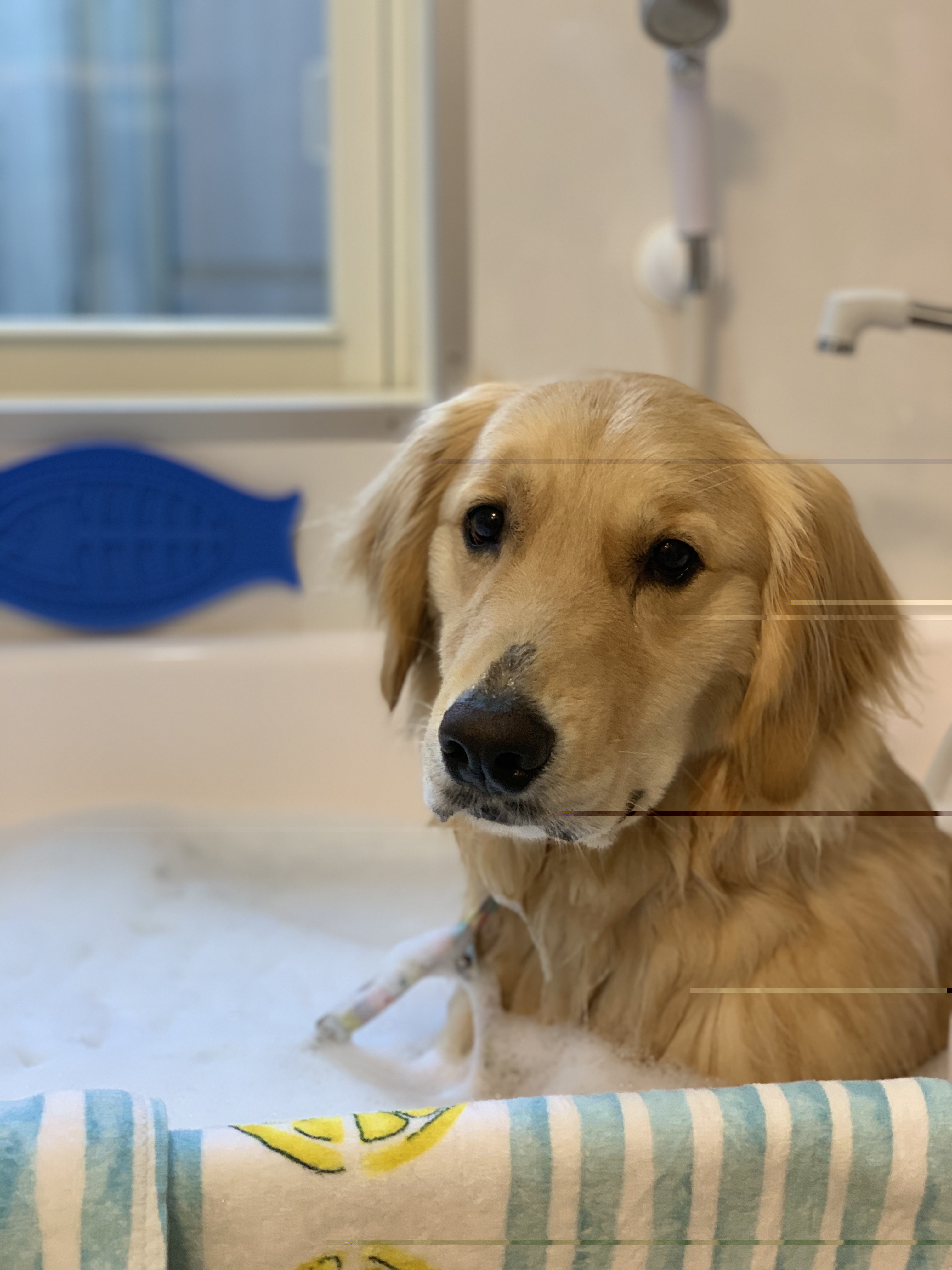 Grooming Spot Coeur Et Coeur ペットサロン協会