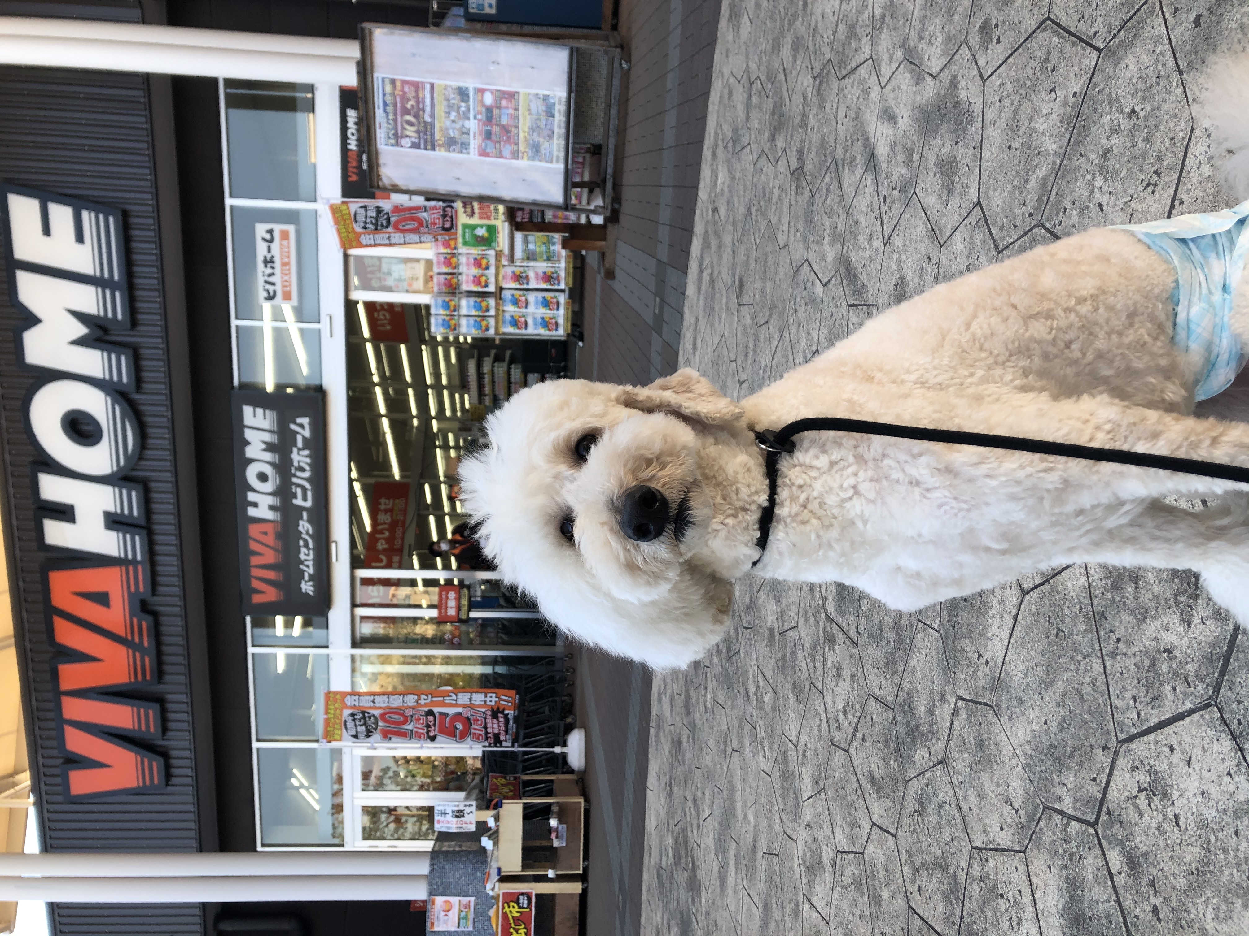 N Wan小豆沢店 ペットサロン協会