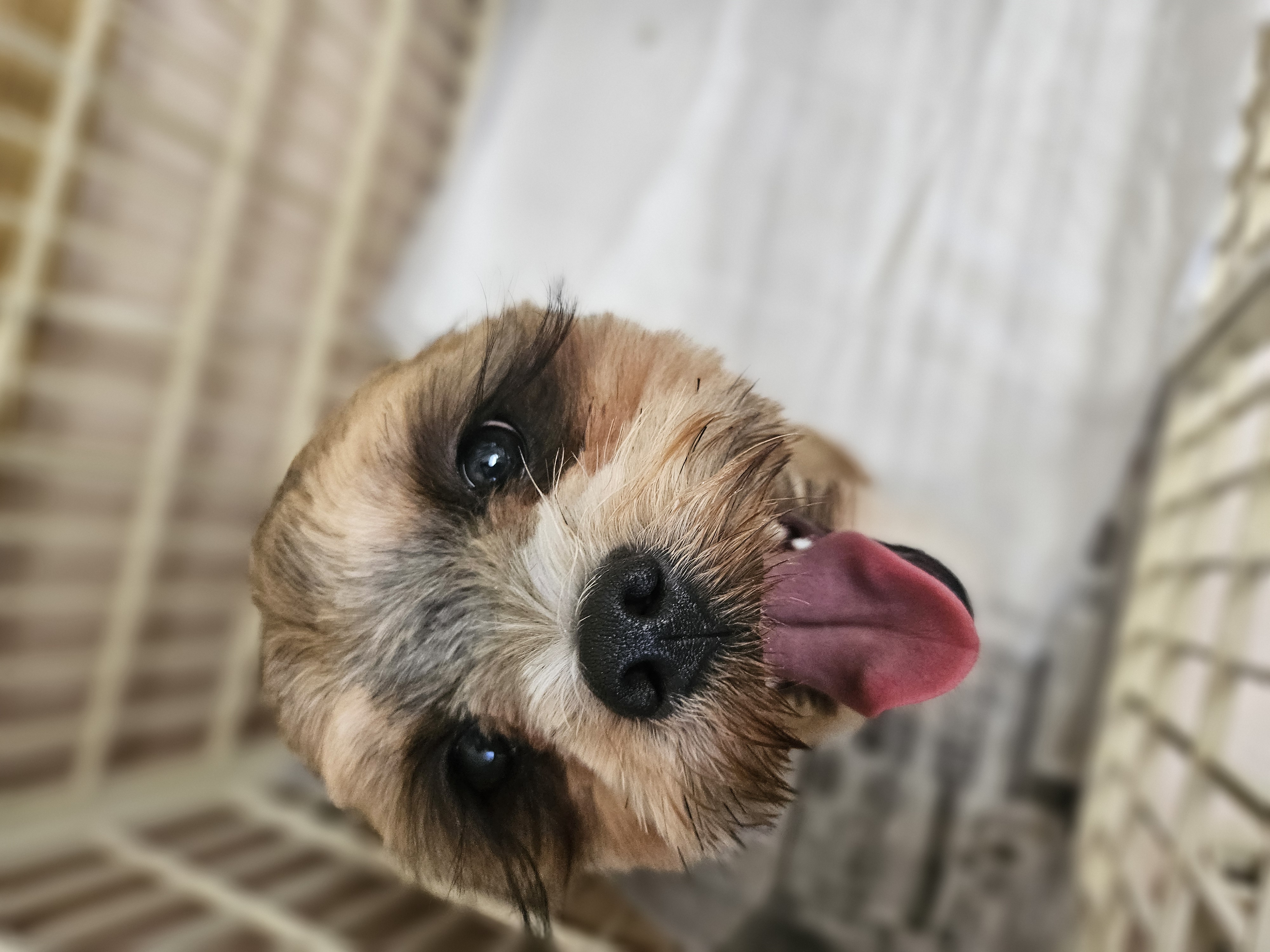 トリミングルーム1＆1｜ペットサロン協会