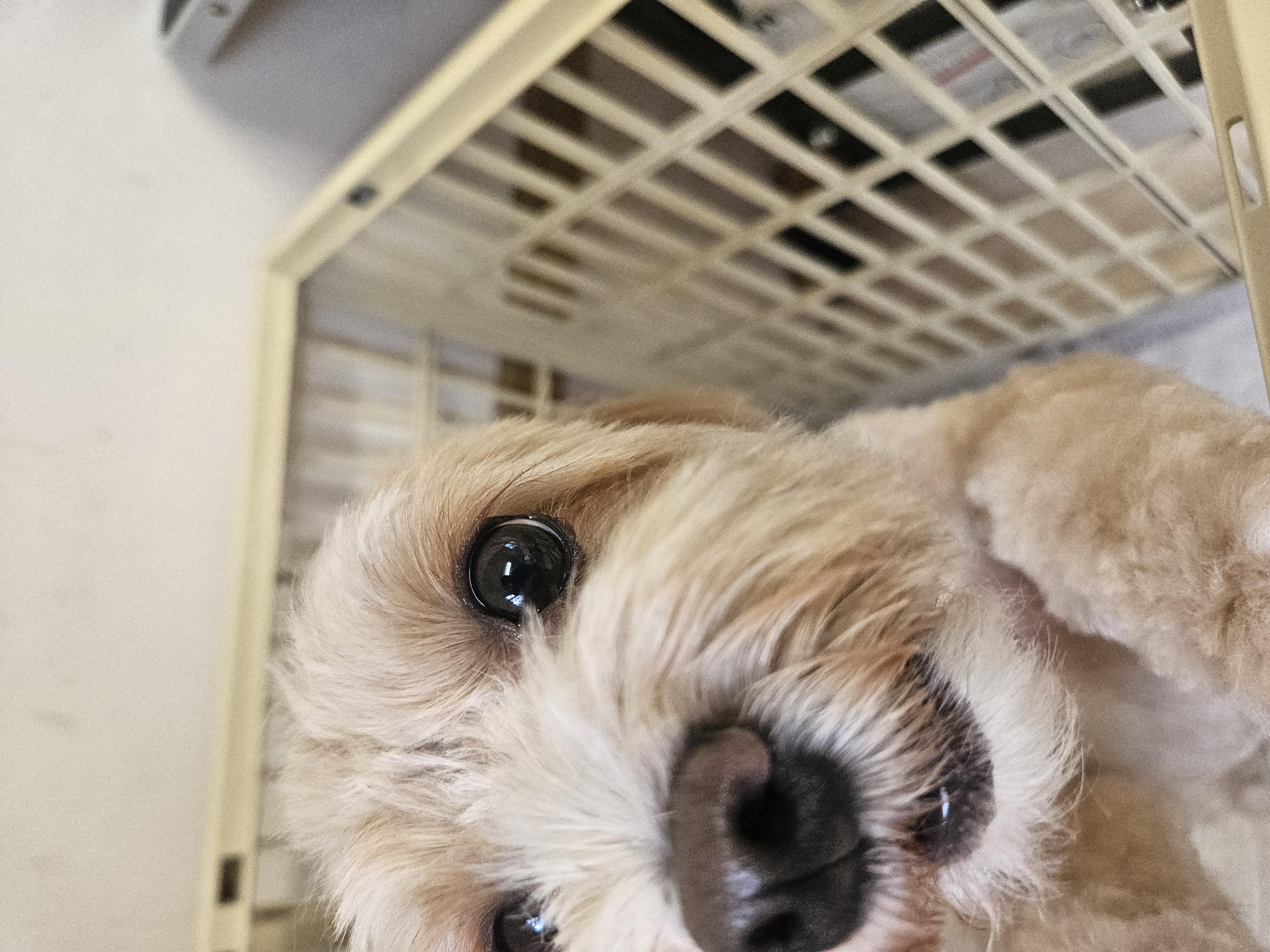 ベッドサイドドラマ アニマルスリーブロングMA-1 トリミングルーム1＆1｜ペットサロン協会