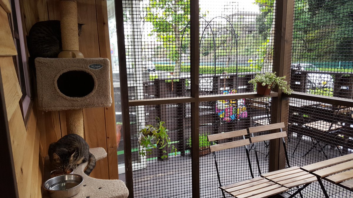 いぬねこカフェ lua ペットサロン協会 いぬねこカフェ lua ペットサロン協会